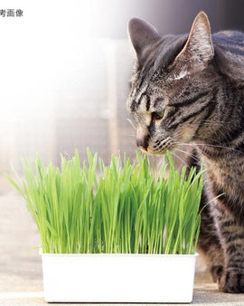 Cattyman Fresh Cat Grass
