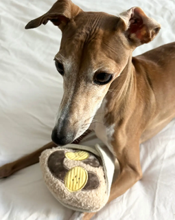 Enrichment Dog Toy - Crepe