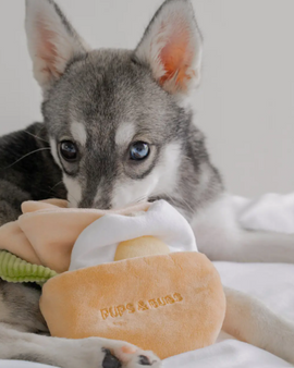 Pita Pocket Nosework Toy