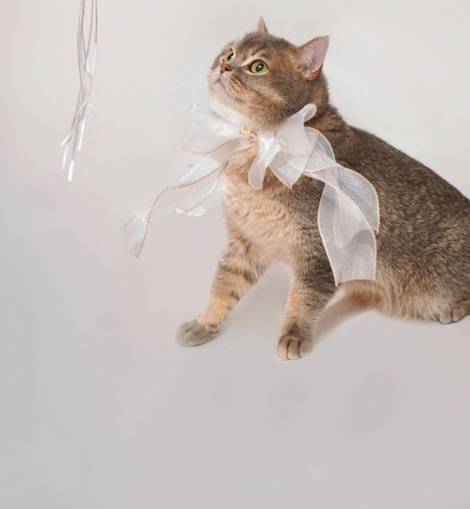 Magic Princess Cat Teaser Toy