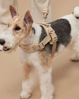 Rover Harness | Ultra Comfort Fabric