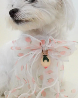 Peach Dream Bowtie Collar