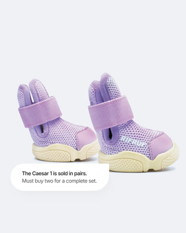 Dog shoes "Caesar 1" Taro