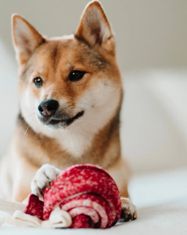 Enrichment Dog Toy - Lollipop