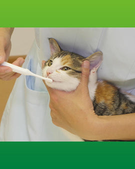 PETKISS Dental Brush Compact