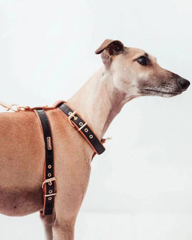 Branni Black Leather Lia Harness